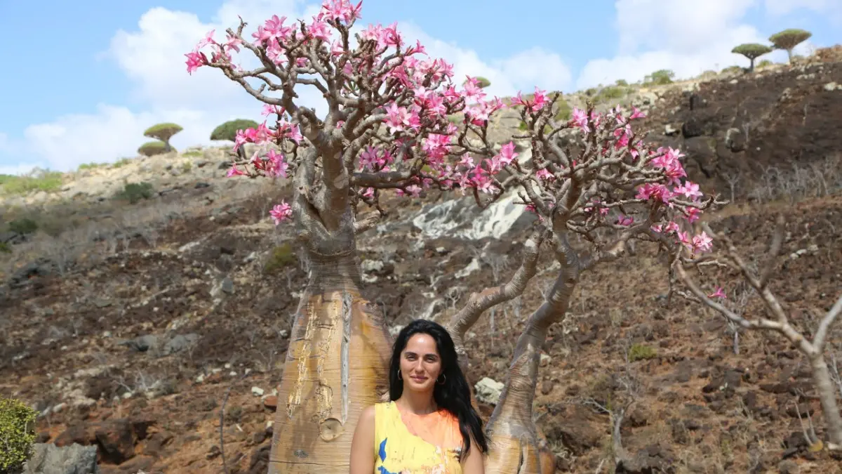 Tourist with blooming Socotra bottle tree
